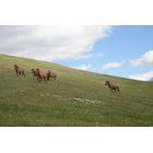 Vaso Saghiridze - Horseback riding guide in Tuseti