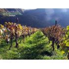 მგზავრების გადაყვანა დაკვეთით