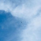  გზაზე - მთის რეინჯერები