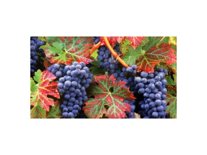 ღვინის ტური - ბოდბე -სიღნაღი ! ღვინის დეგუსტაცია !