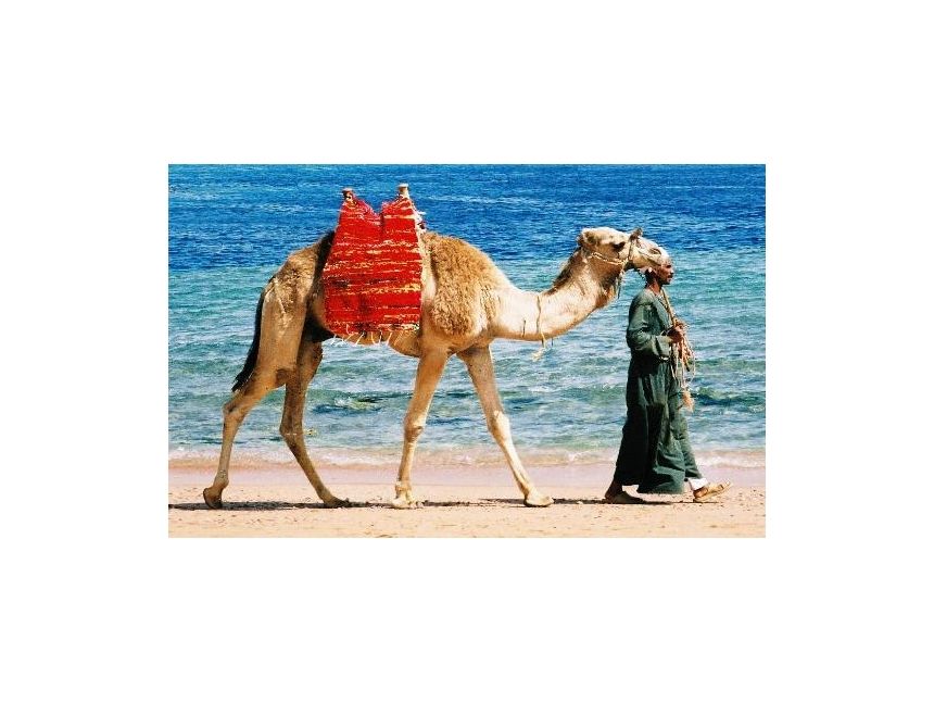 გთავაზობთ * სასტუმროებს შარმ ელ შეიხში ოქტომბრიდან ოქტომბრამდე