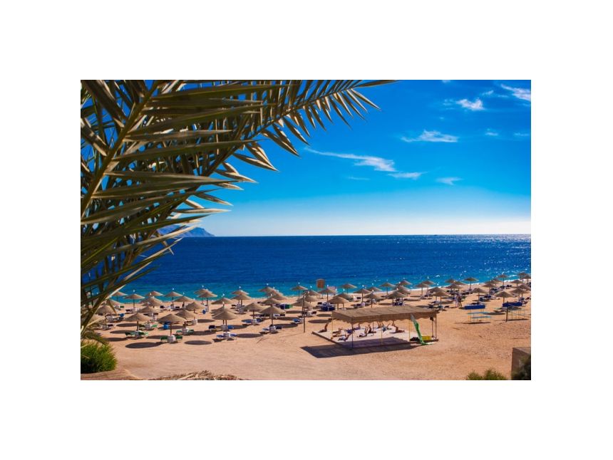 წითელი ზღვის სანაპირო გელით !!!