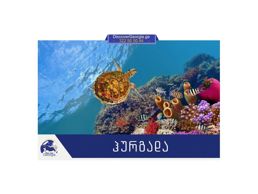 ჰურგადა / ეგვიპტე