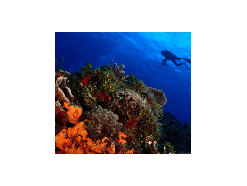 გაემგზავრეთ წითელი ზღვის სანაპიროზე ☀   ეგვიპტე / შარმ ელ შეიხი 