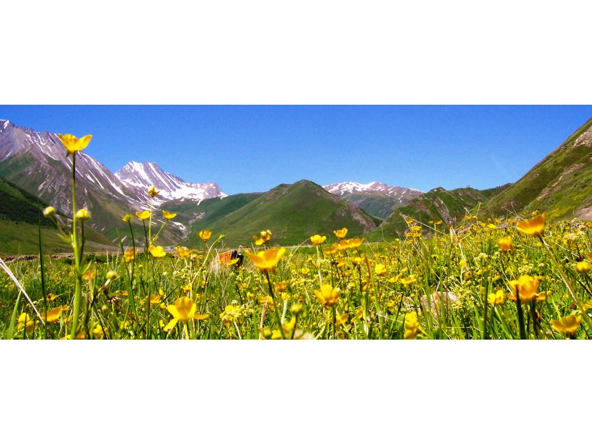 Казбеги тур