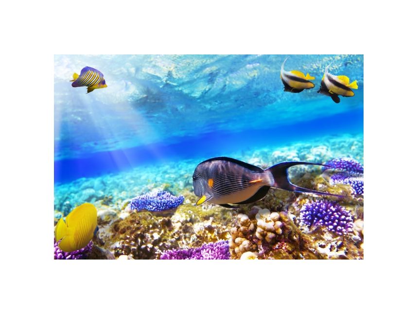 ეგგვიპტე / შარმ ელ შეიხი მოგზაურობის პერიოდი : იანვარი - თებერვალი იჩქარეთ ადგილები შეზღუდულია!