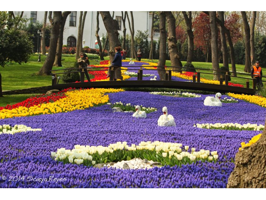 არ გამოტოვოთ შთამბეჭდავი სანახაობა რომელიც ყოველი წლის გაზაფხულზე აპრილის თვეში იმართება !