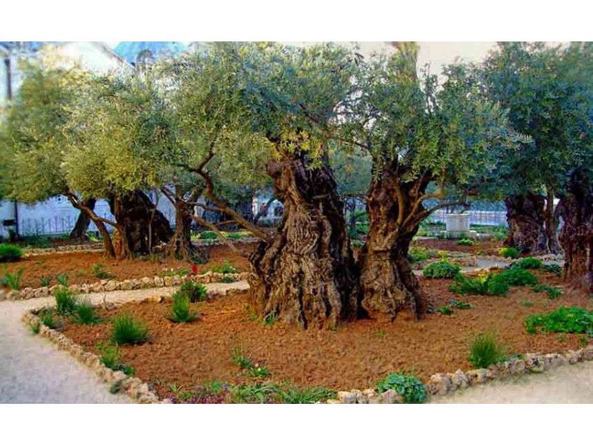 აღდგომა წმინდა მიწაზე