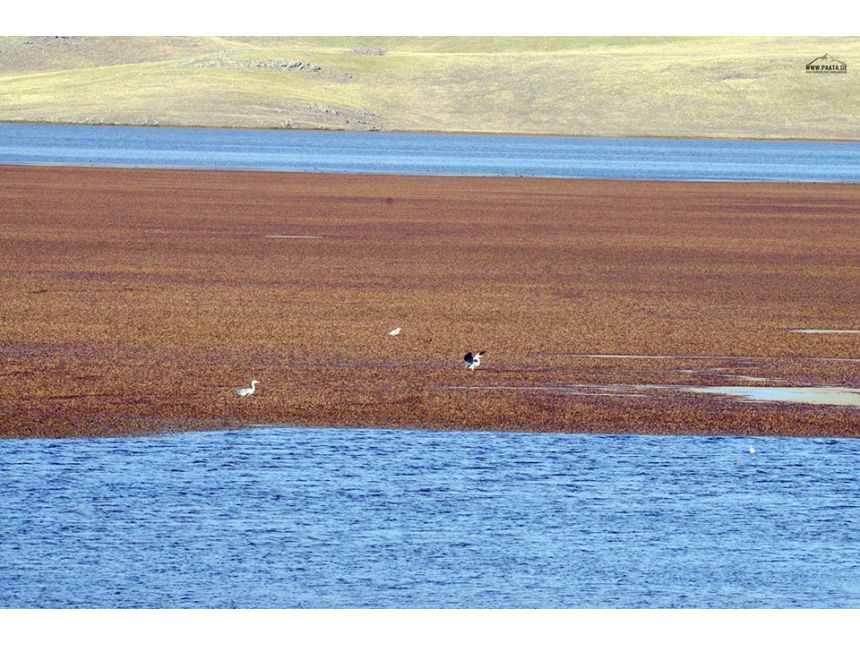 სამცხე ჯავახეთის  დღიანი ტური - ფრინველებზე დაკვირვება