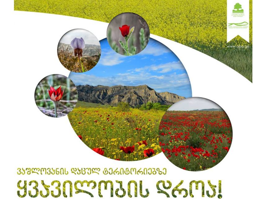 ტური ვაშლოვანში / დარჩენილია ადგილი