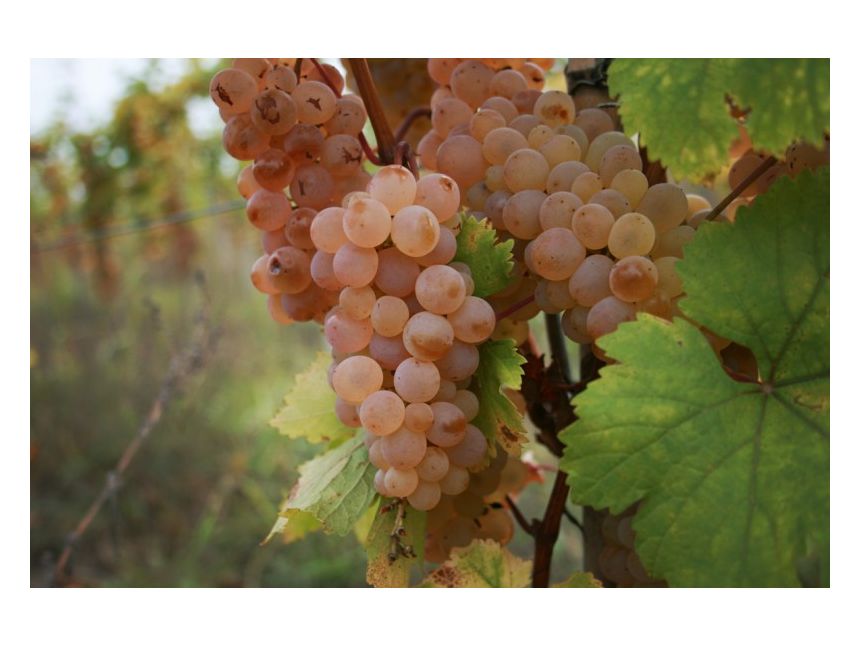 Виноград ркацители описание сорта фото Виноград ркацители описание сорта фото