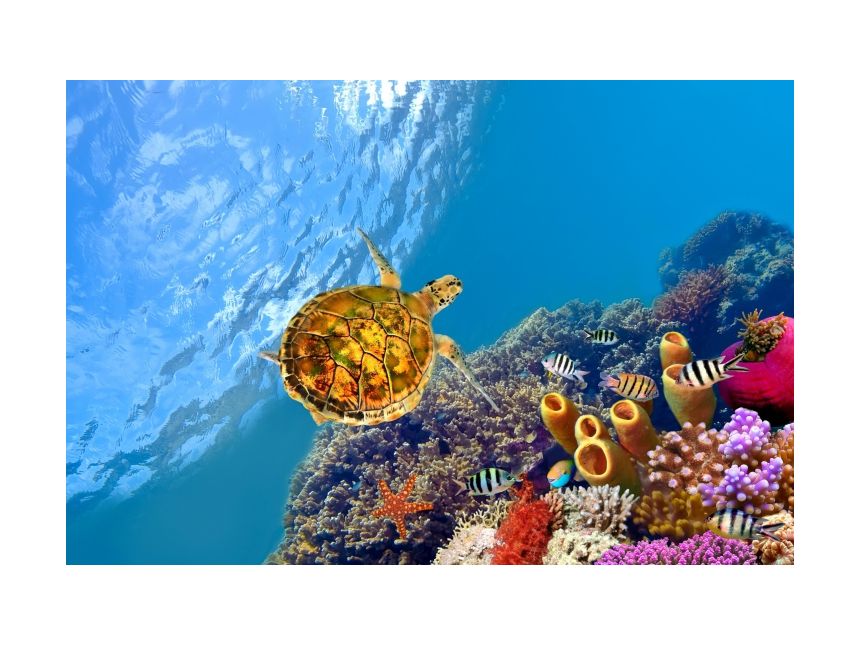 ეგვიპტე - შარმ ელ შეიხი  პერიოდი :  მაისი -  მაისი