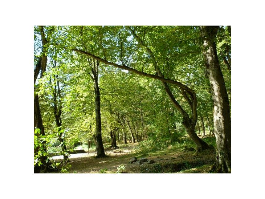 ტური ლაგოდეხში