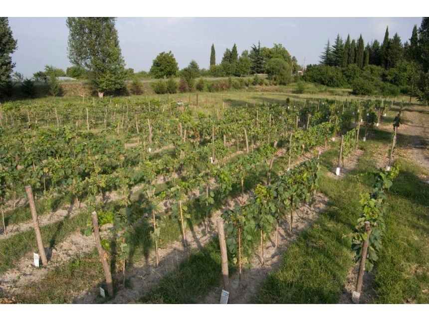 ღვინის ტური კახეთში