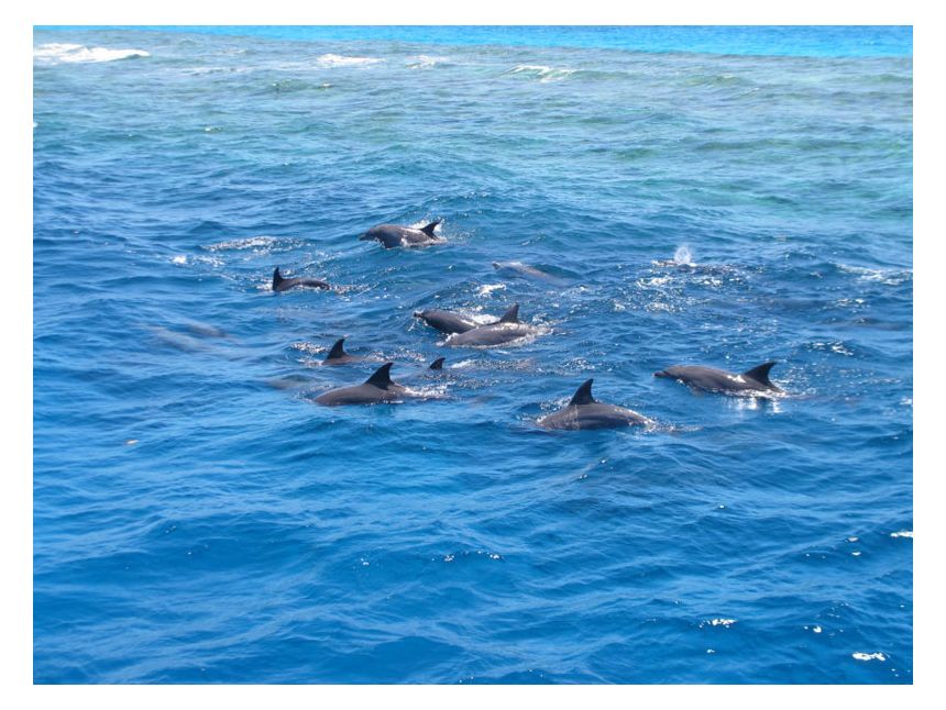 წითელი ზღვა - ჰურგადა! 