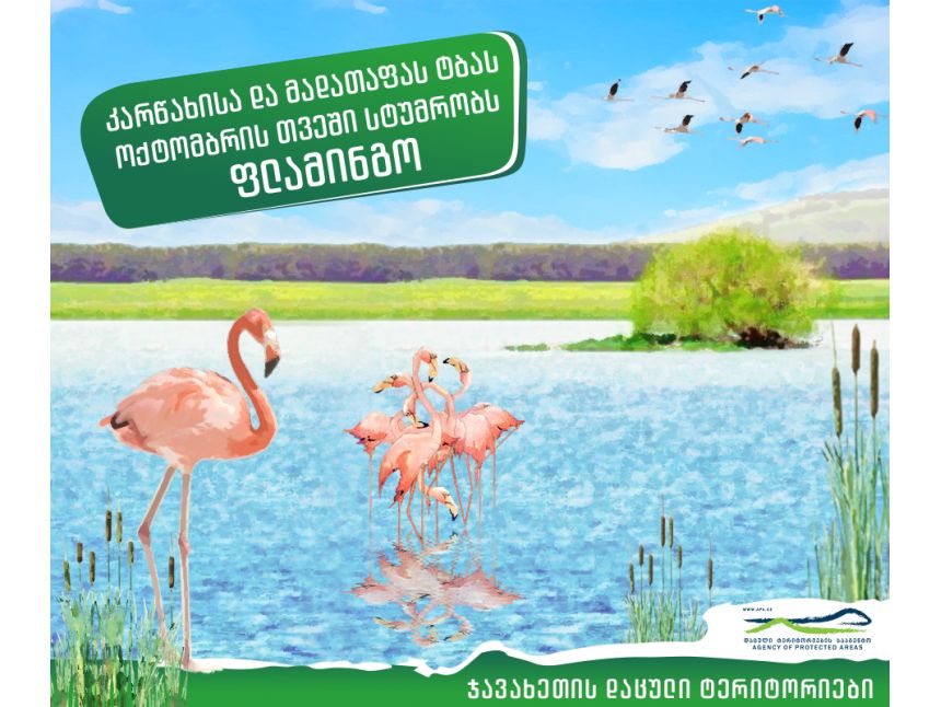 ფრინველებზე დაკვირვება ჯავახეთის ტბებზე