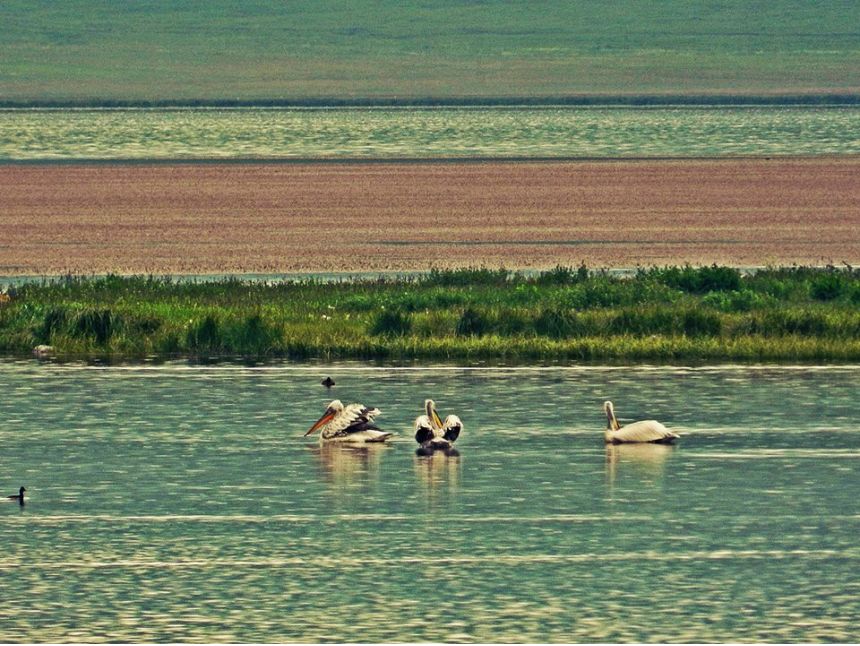 კვირას! ფრინველებზე დაკვირვება ჯავახეთის ტბებზე