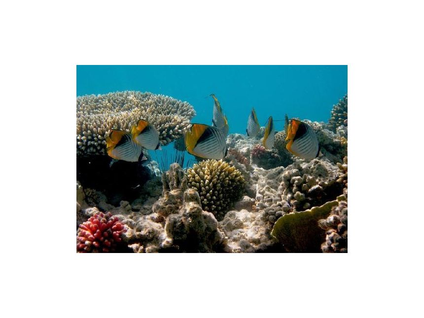 შარმ-ელ-შეიხი/ეგვიპტე ადგილი,სადაც მთელი წელი შეგიძლიათ ისიამოვნოთ მზიანი ამინდით!!!