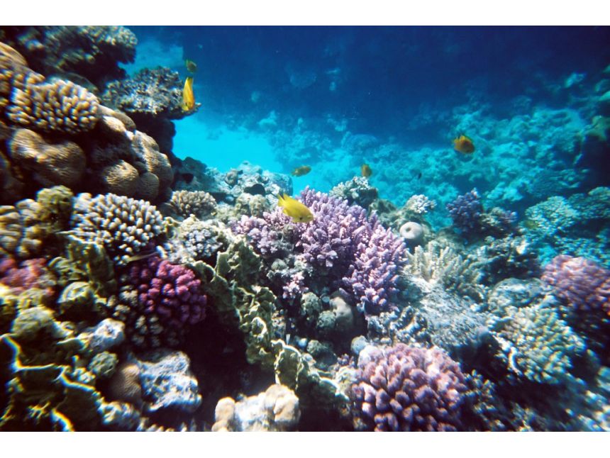 შარმ-ელ-შეიხი/ეგვიპტე ადგილი,სადაც მთელი წელი შეგიძლიათ ისიამოვნოთ მზიანი ამინდით!!!