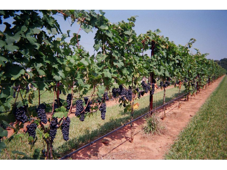 ღვინის ტური  სექტემბერი