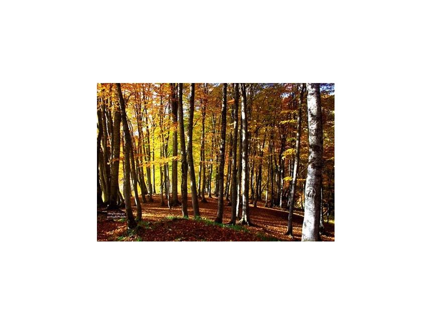 შემოდგომისფერი რაჭა