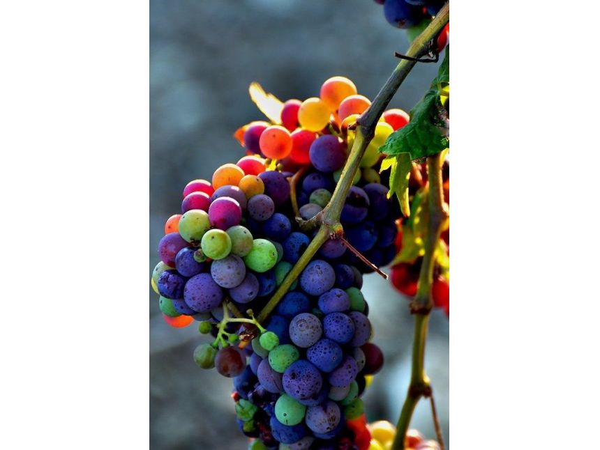 რთველი კახეთში ერთდღიანი დაუვიწყარი ტური