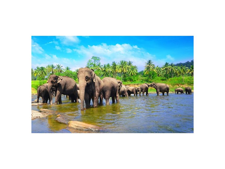 ეგზოტიკისა და სითბოს მოყვარულებისთვის..!!! შრი ლანკა!