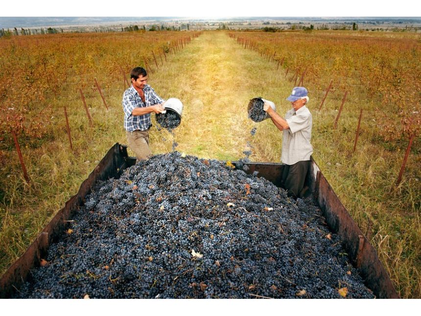 Винный тур по восточной Грузии