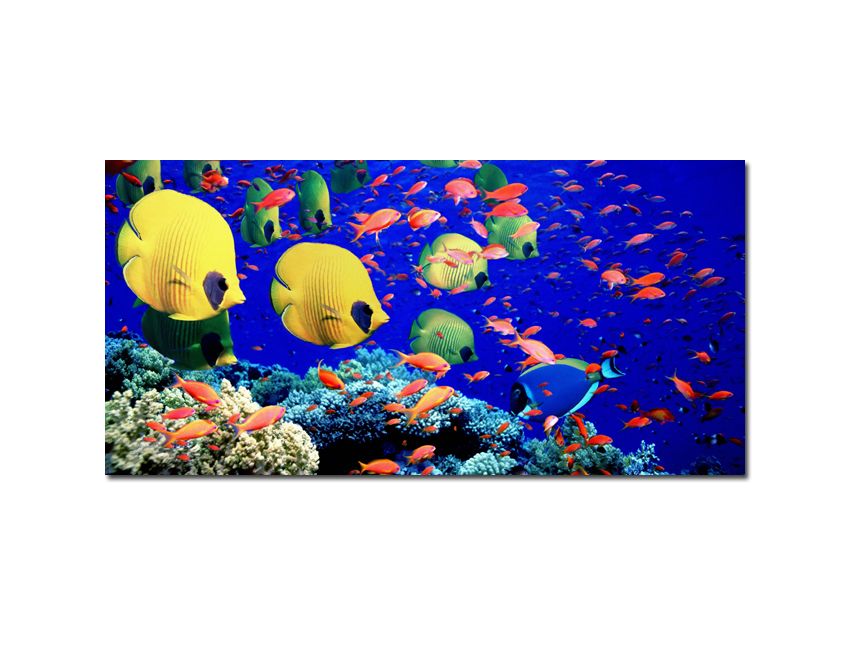 ცხელი ეგვიპტე  სულ რაღაც  $ -   ადამიანზე