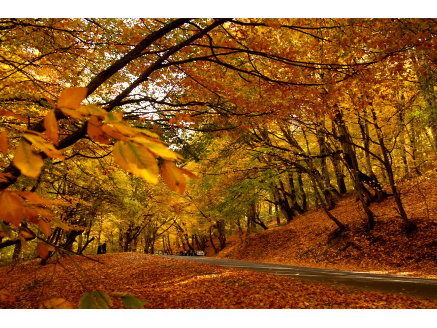 შემოგომა კახეთში: