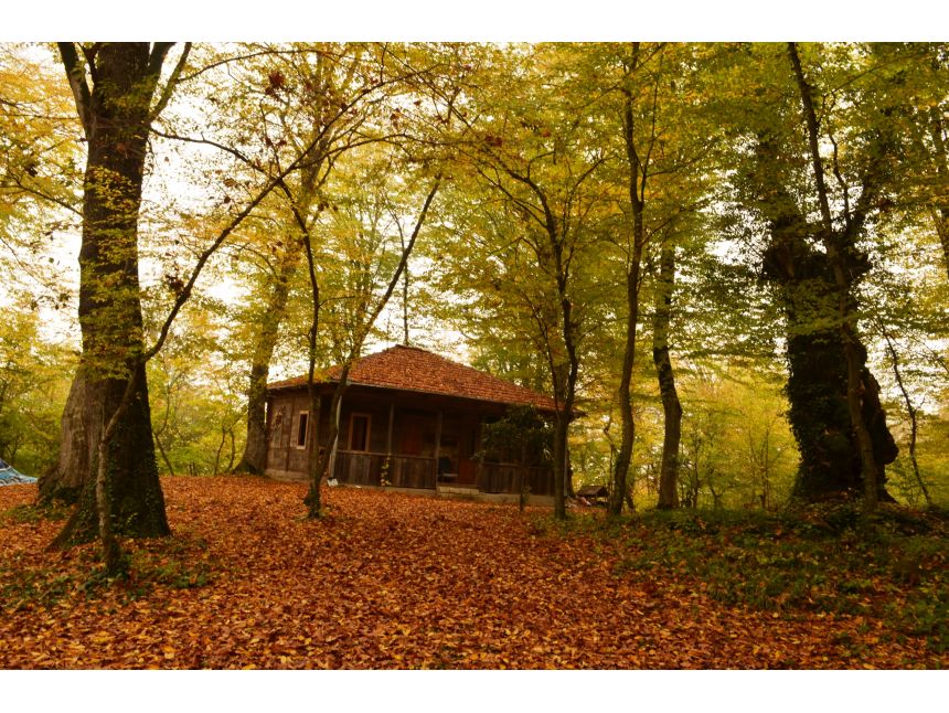 შემოგომა კახეთში: