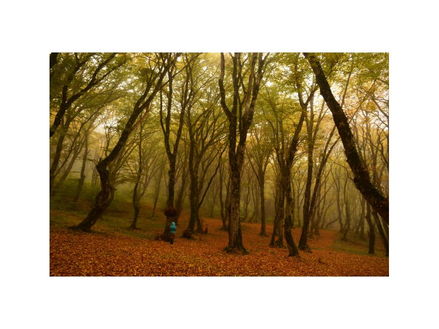 შემოგომა კახეთში: