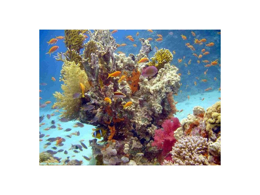 შეხვდი ვალენტინობას შარმ ელ შეიხში / ადამიანზე