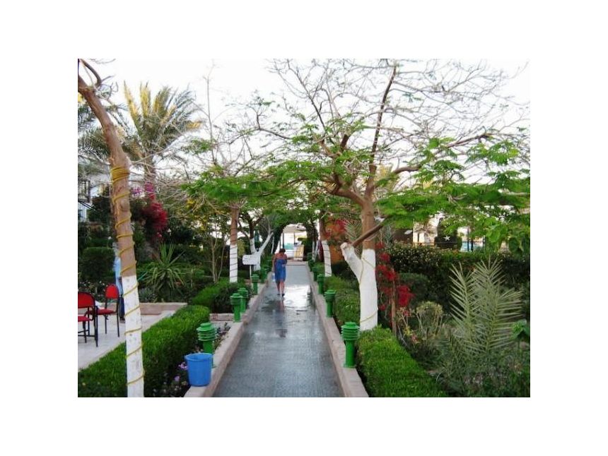 იჩქარეთ ეგვიპტე  დოლარი შეიძინეთ წინასწარ დიდი ფასდაკლებით