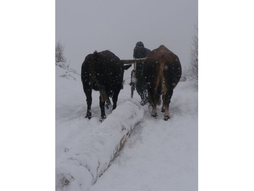 ახალი წელი სვანეთში დეკემბერი - იანვარი დარჩა ადგილი