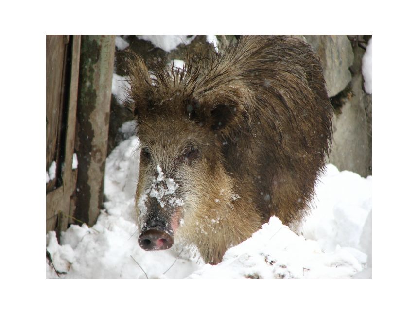 ახალი წელი სვანეთში დეკემბერი - იანვარი დარჩა ადგილი