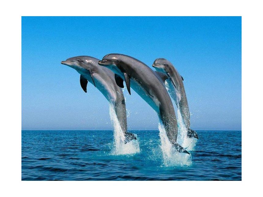 შარმ-ელ შეიხი დან ❣ ❣ ❣