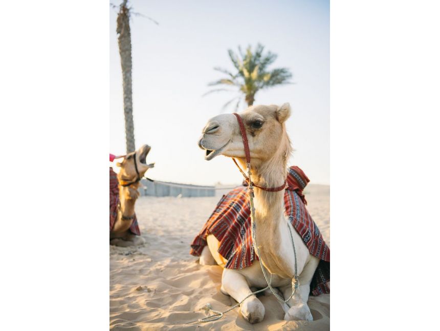 ♚ დუბაის სრული პაკეტი  !!! Discover Georgia -სგან ♚