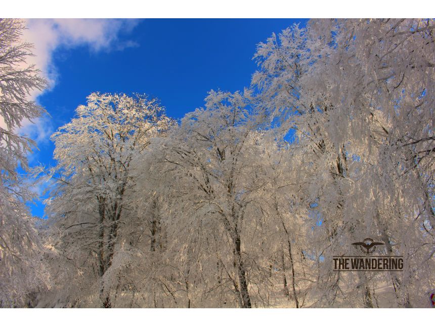 ტური საბადურის ტყეში