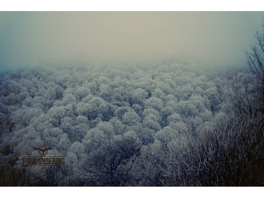 ტური საბადურის ტყეში