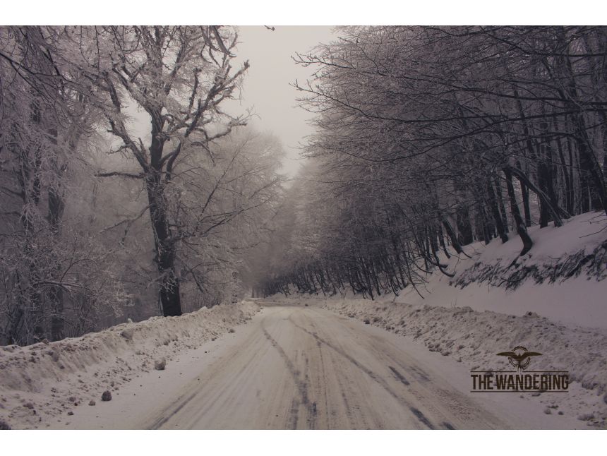 ტური საბადურის ტყეში