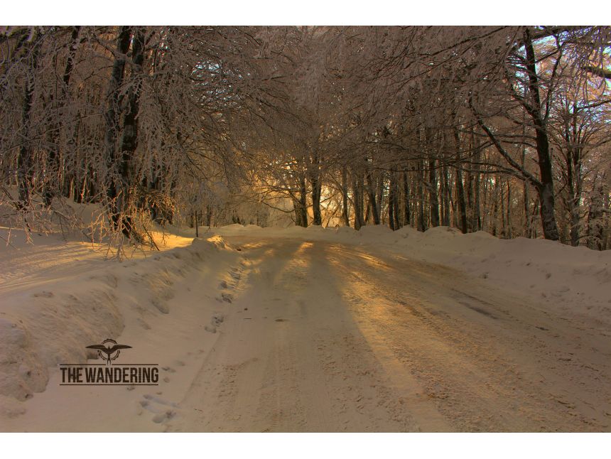 ტური საბადურის ტყეში