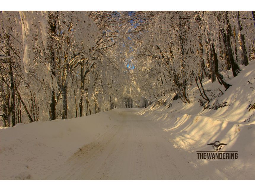 ტური საბადურის ტყეში