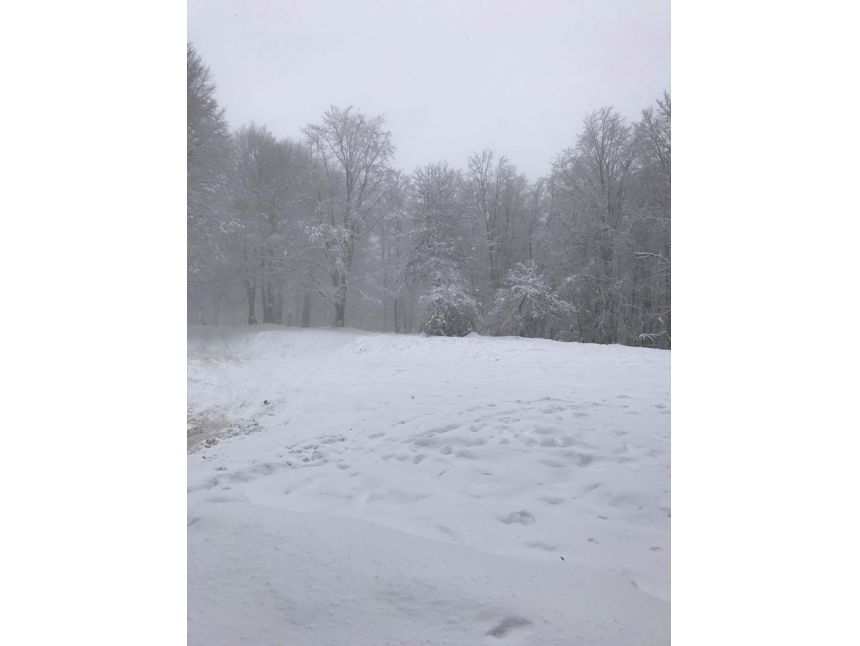 თებერვალს საბადურის ტყე + სიონის წყალსაცავი