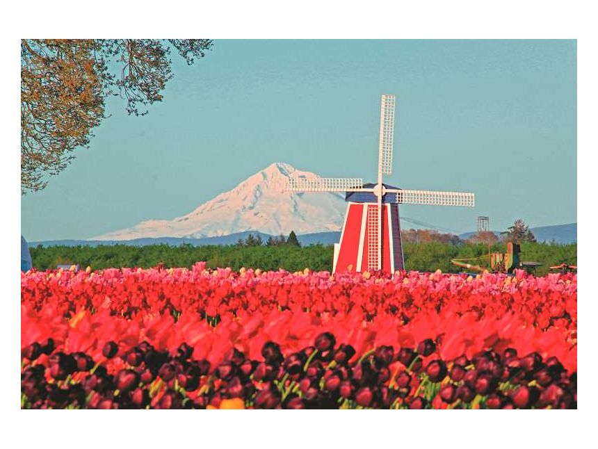 ტიტების ფესტივალი ტურინში!