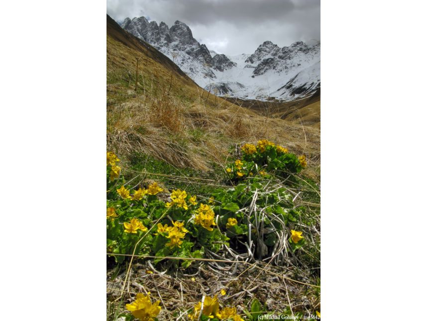 თებერვალს დღიანი ტური ჯუთაში