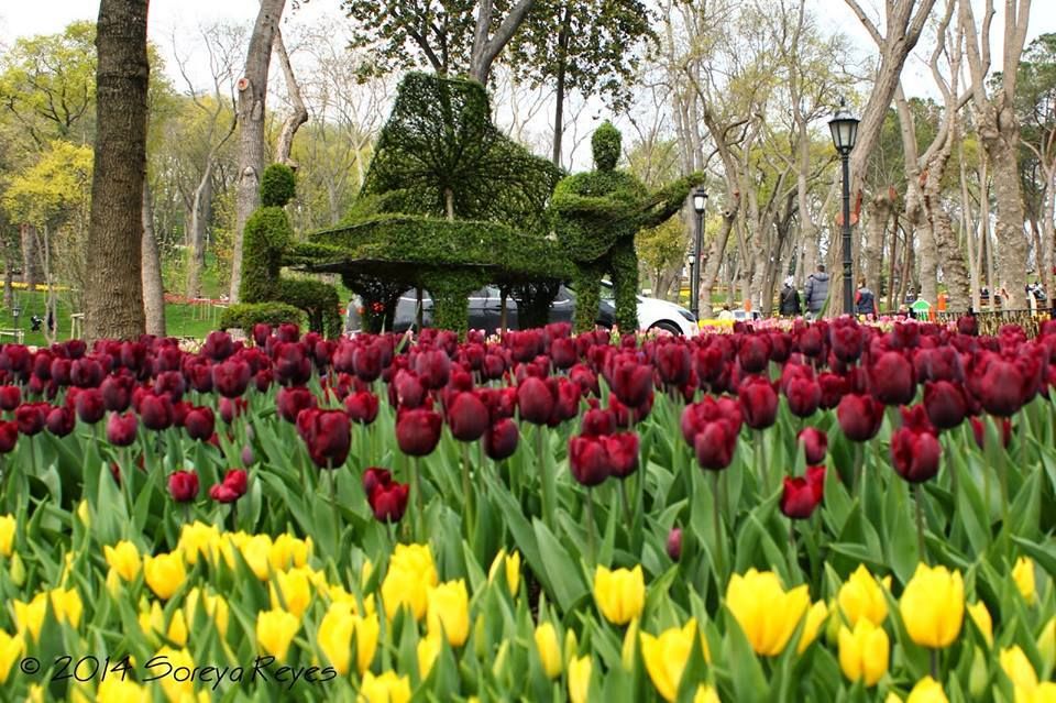 სტამბული - ტიტების ფესტივალი