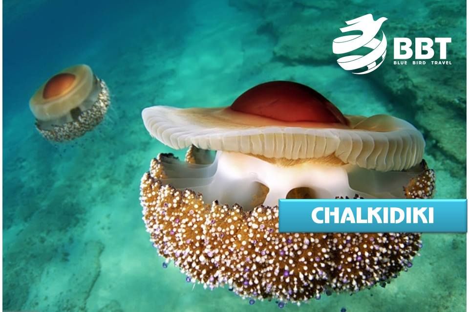 გთავაზობთ ჰალკიდიკის ერთ-ერთ რეკომენდირებულ სასტუმროს, სადაც თავს კომფორტულად და მყუდროდ იგრძნობთ.