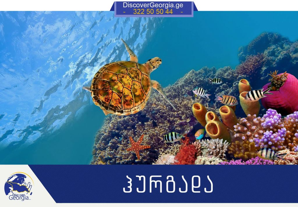 ეგვიპტე