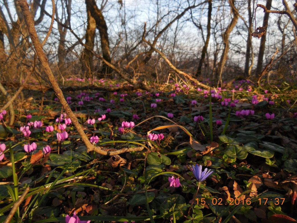 უცნობ-ნაცნობი კახეთის, მზიანი ყვავილ-პიკნიკ-კოცონ ტური ! საქართველოში ერთადერთი სამეფო სასახლე, რუისპირის ძეგლთაცვენა, ახალი და ძველი შუამთა